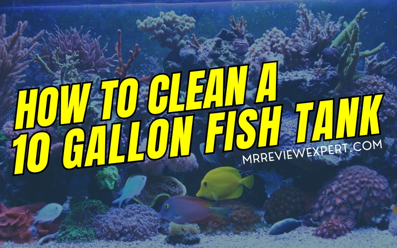 How to Clean a 10 Gallon Fish Tank